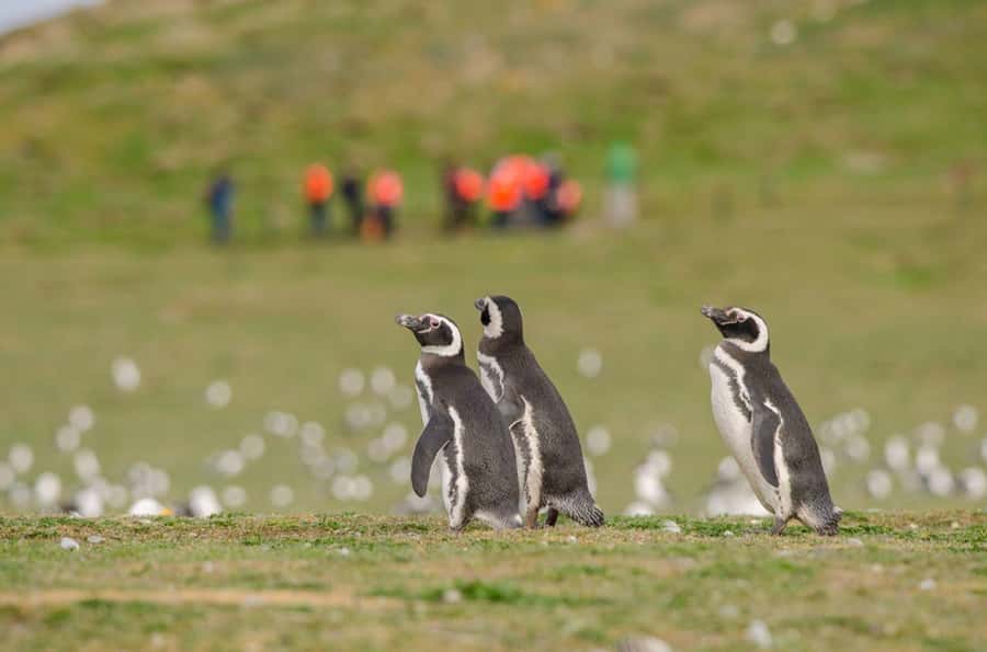 Punta Arenas: Walk with Penguins on Magdalena & Marta Island - One hour among Magdalena Island’s penguins