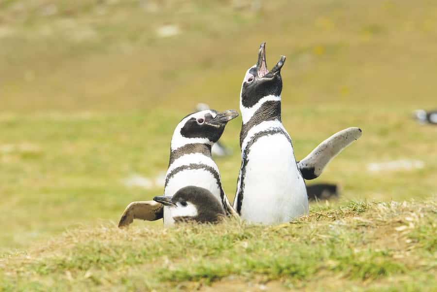 Punta Arenas: Walk with Penguins on Magdalena & Marta Island - Returning to Punta Arenas