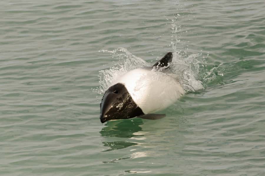 Punta Arenas: Walk with Penguins on Magdalena & Marta Island - What to pack for the islands
