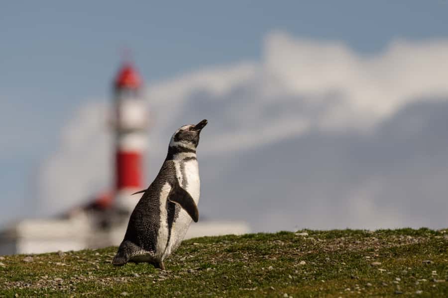 Punta Arenas: Walk with Penguins on Magdalena & Marta Island - Who should book this experience?