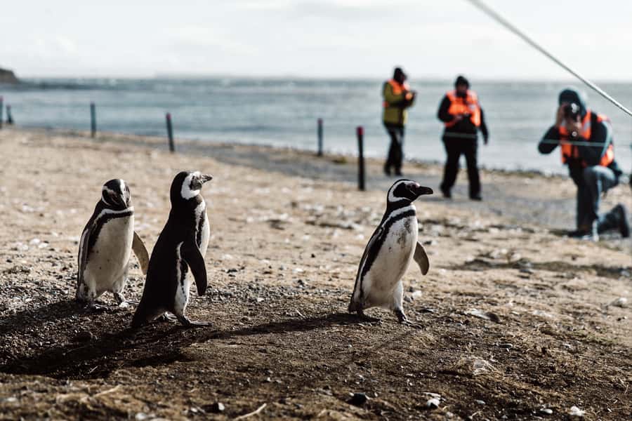 Punta Arenas: Walk with Penguins on Magdalena & Marta Island - Crossing the Strait of Magellan