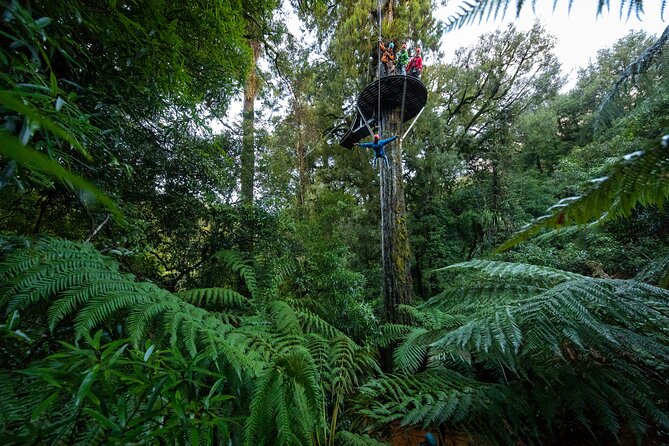 Rotorua’s Ultimate Zipline: 6 ziplines, 400 m Tandem, Cliff Walk - Beginning at Fairy Springs Road