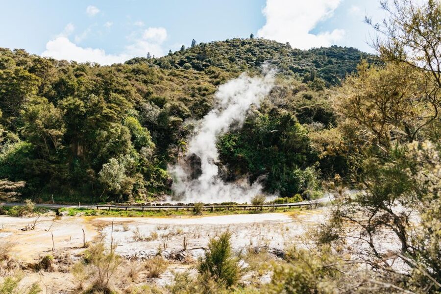 Rotorua: Waimangu Volcanic Valley Ticket & Self-Guided Walk - Native plants, bird-life, and the quieter details