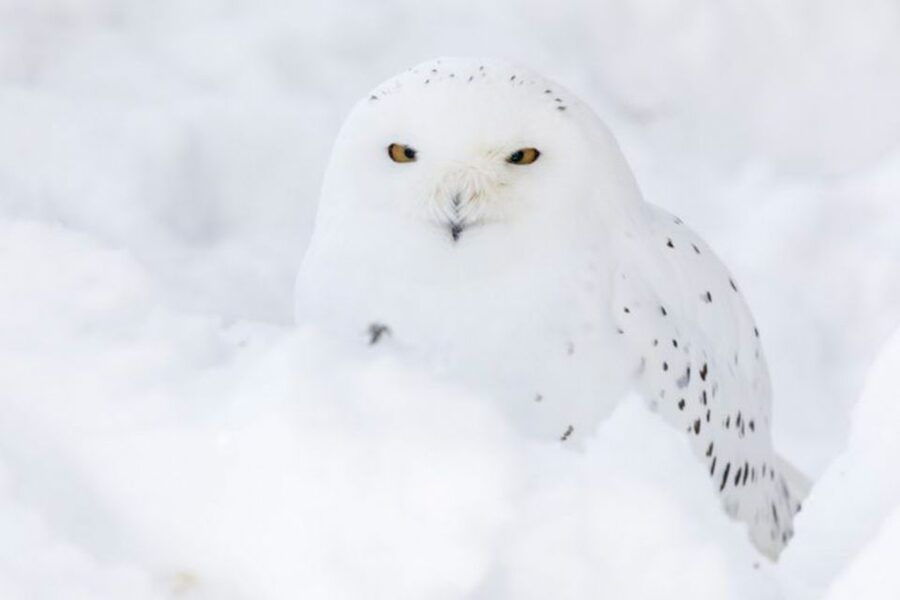 Rovaniemi: Ranua Zoo Ticket with Walking Tour and Lunch - Key points to know before booking