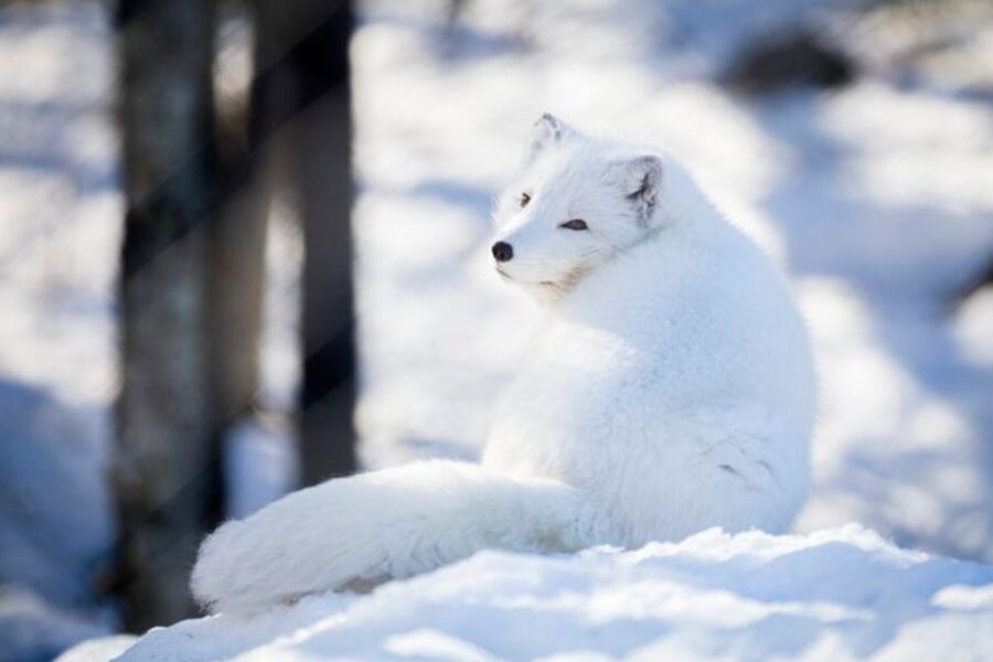 Rovaniemi: Ranua Zoo Ticket with Walking Tour and Lunch - Who will enjoy this Ranua Zoo outing?