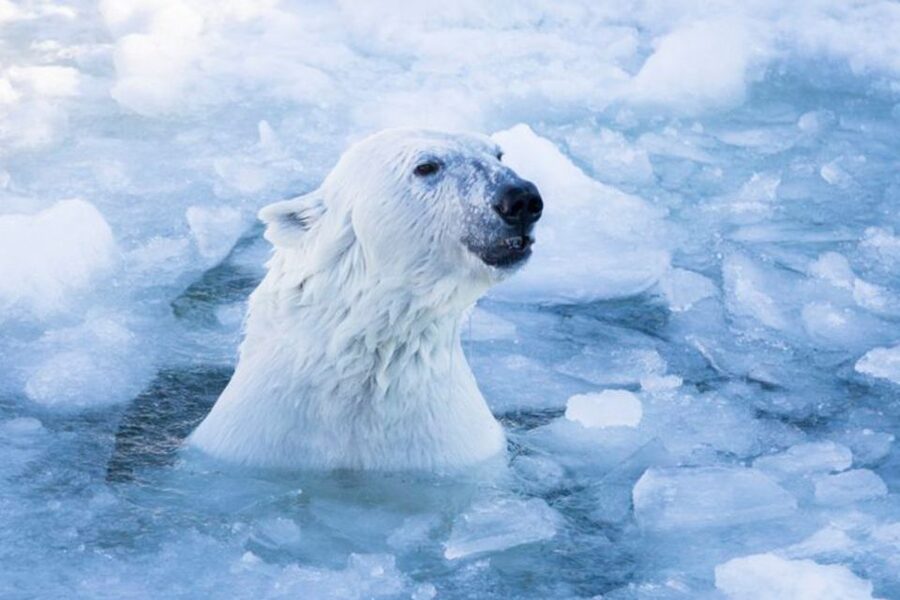 Rovaniemi: Ranua Zoo Ticket with Walking Tour and Lunch - Leaving Rovaniemi for Ranua Zoo