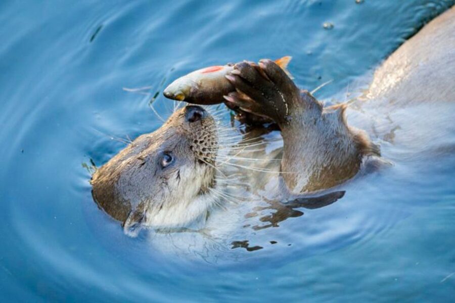 Rovaniemi: Ranua Zoo Ticket with Walking Tour and Lunch - Spotting the Arctic animals