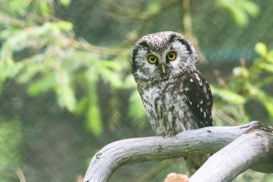 Rovaniemi: Ranua Zoo Ticket with Walking Tour and Lunch - A winter walk, not just an animal checklist