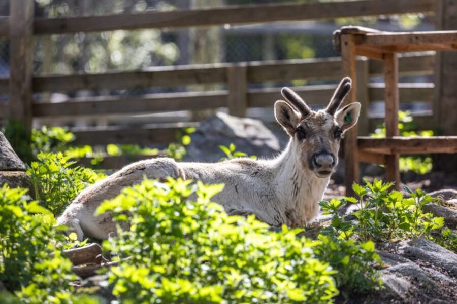Rovaniemi: Ranua Zoo Ticket with Walking Tour and Lunch - How the guides affect the day