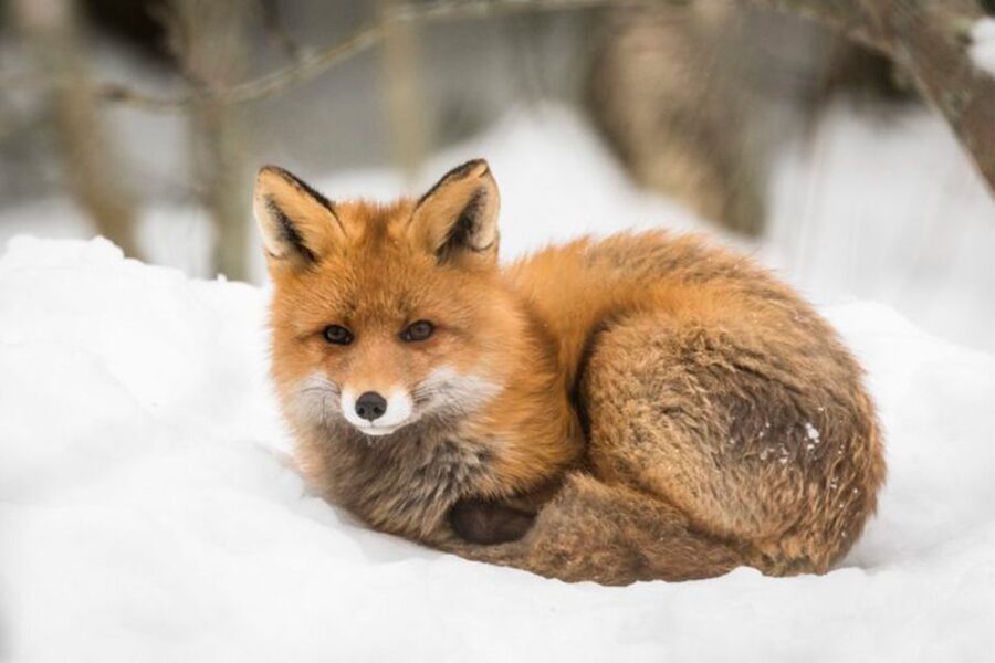 Rovaniemi: Ranua Zoo Ticket with Walking Tour and Lunch - Is $152 a fair price?