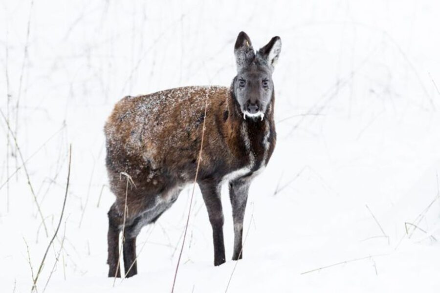 Rovaniemi: Ranua Zoo Ticket with Walking Tour and Lunch - Arriving at Ranua Zoo