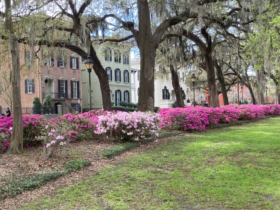 Savannah: Highlights Off the Beaten Path Guided Walking Tour - Starting beneath the live oaks in Forsyth Park
