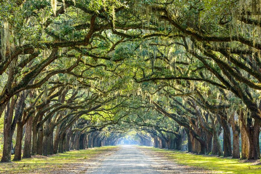 Savannah: History and Culture Walking Tour - Price, parking, and what the $20 includes