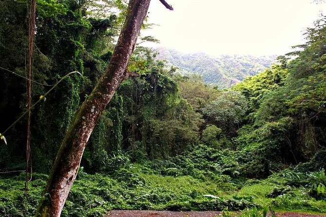 Self guided Hike Trail to Nature Walk & Waterfall - Manoa’s Coffee and Sugarcane Connections
