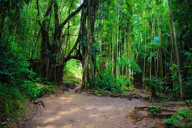Self guided Hike Trail to Nature Walk & Waterfall - Puʻu ʻUalakaʻa State Park and the Tantalus View