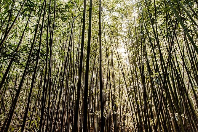 Self guided Hike Trail to Nature Walk & Waterfall - Manoa Valley: Oahu’s Rainy Green Room
