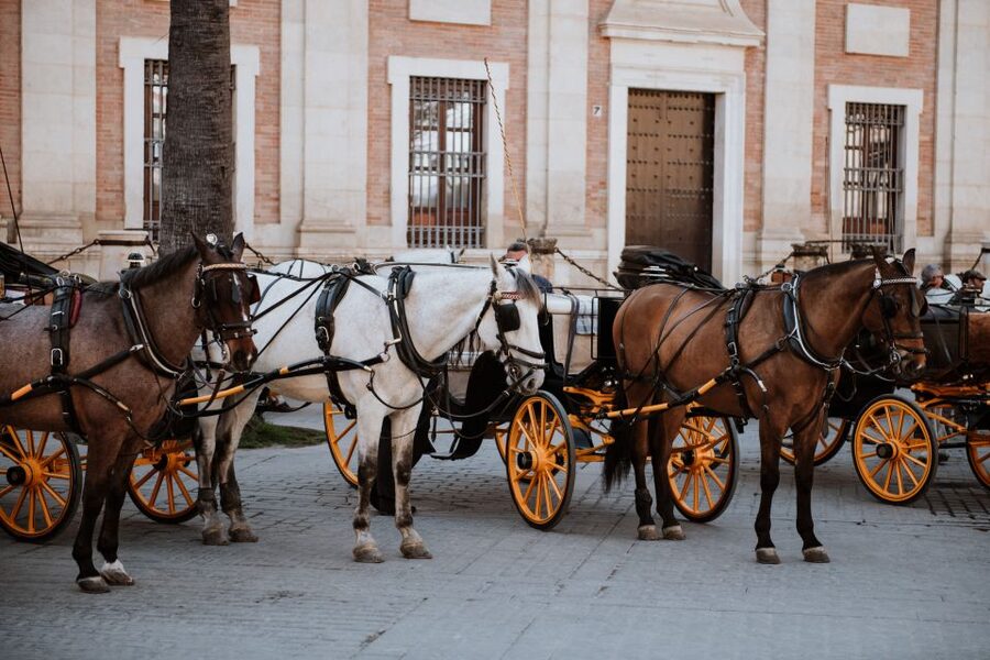 Seville Jewish Quarter walking tour: Santa Cruz District - Patio de Banderas and the final view