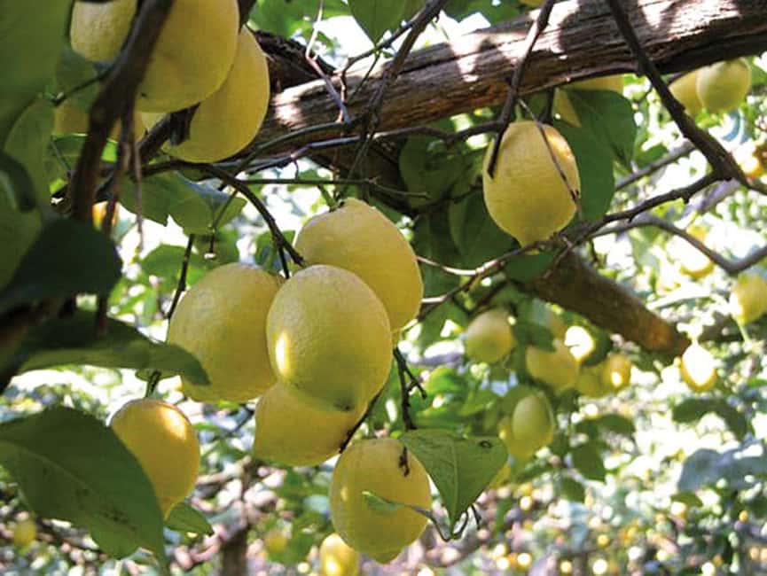 Sorrento: Sunset City Walking Tour with Limoncello Tasting - Sorrento inlay and local craft traditions