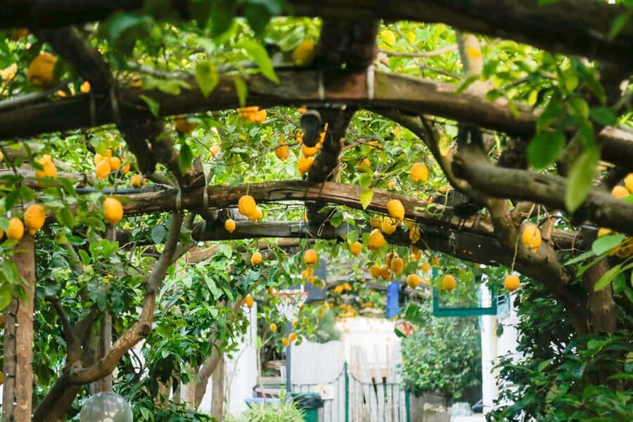 Sorrento: Walking Tour with Local Guide - The Cloister of San Francesco