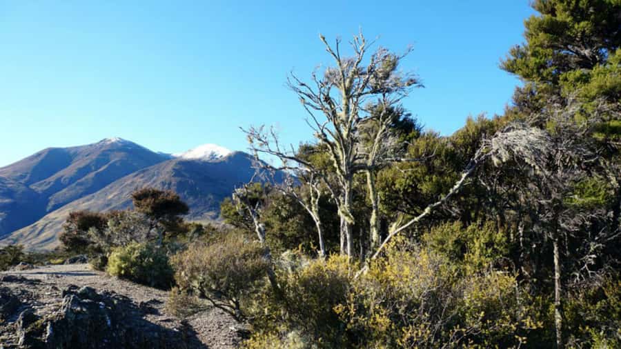 Stevensons Island 2-Hour Cruise and Nature Walk - Stevensons Island: a short walk with a big payoff