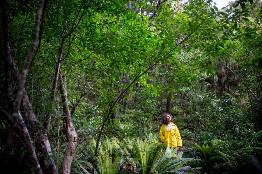 Stewart Island: Ulva Island Guided Wilderness Walk & Cruise - The birds you might find