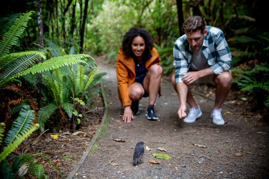 Stewart Island: Ulva Island Guided Wilderness Walk & Cruise - Native plants and the quieter side of Ulva