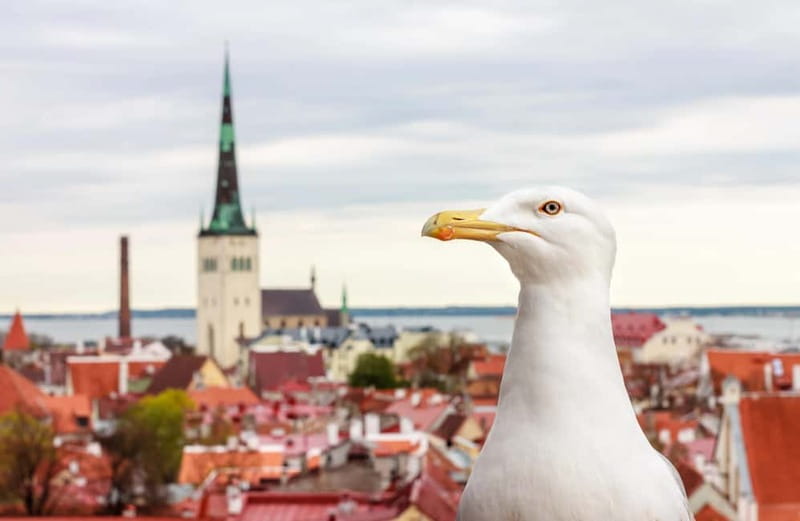 Tallinn: Guided Old Town Historical Walking Tour - Kohtuotsa and Patkuli, Tallinn’s best reward for climbing