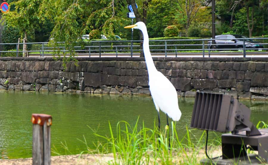 Tokyo: Imperial Palace Japanese History Walking Tour - What this tour does not include