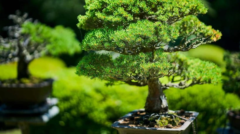 Tokyo: Meiji Shrine Walking Tour — Shinto & Imperial System - Emperor Meiji’s poems and the human side of imperial history