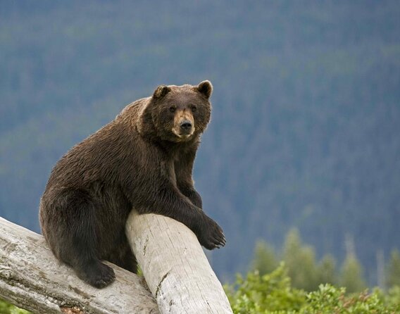 Wildlife and Glaciers with a walk in the Rainforest - Key points before you book