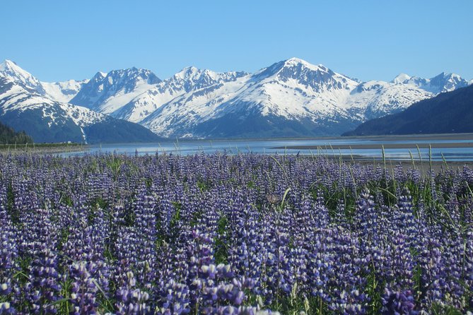 Wildlife and Glaciers with a walk in the Rainforest - A four-hour route from Anchorage to Turnagain Arm