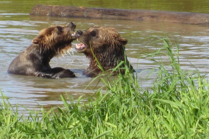 Wildlife and Glaciers with a walk in the Rainforest - The Alaska Wildlife Conservation Center
