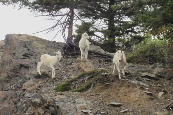 Wildlife and Glaciers with a walk in the Rainforest - Portage Valley, glaciers, and the short rainforest walk
