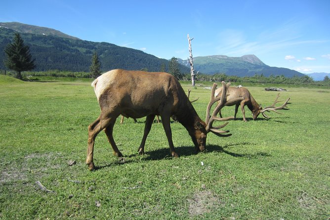 Wildlife and Glaciers with a walk in the Rainforest - Price, group size, and what is included