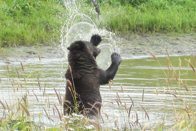 Wildlife and Glaciers with a walk in the Rainforest - Who should book this Anchorage outing?